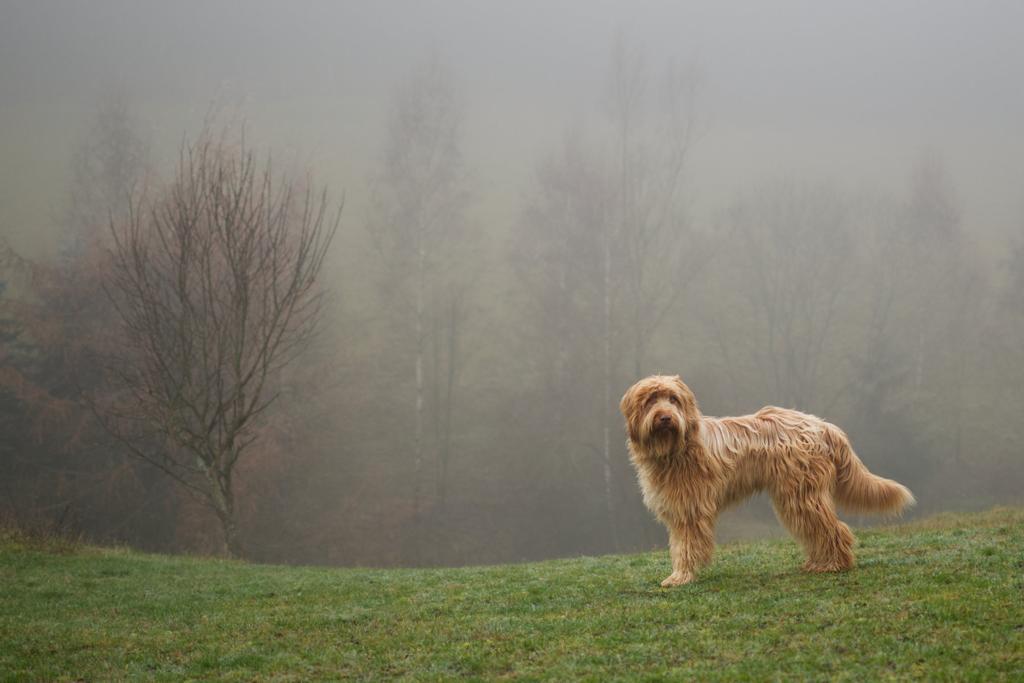 Im Nebel