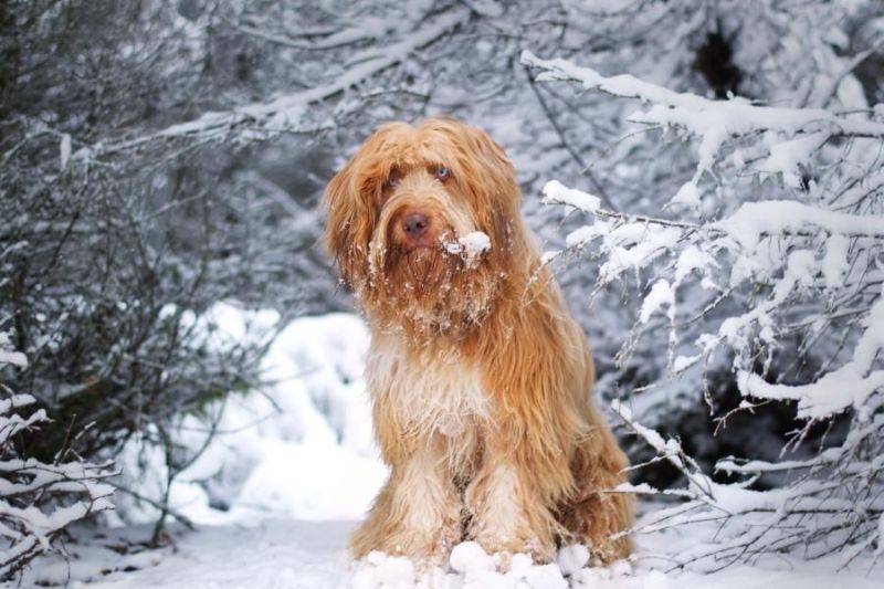 im Schnee von Vorne