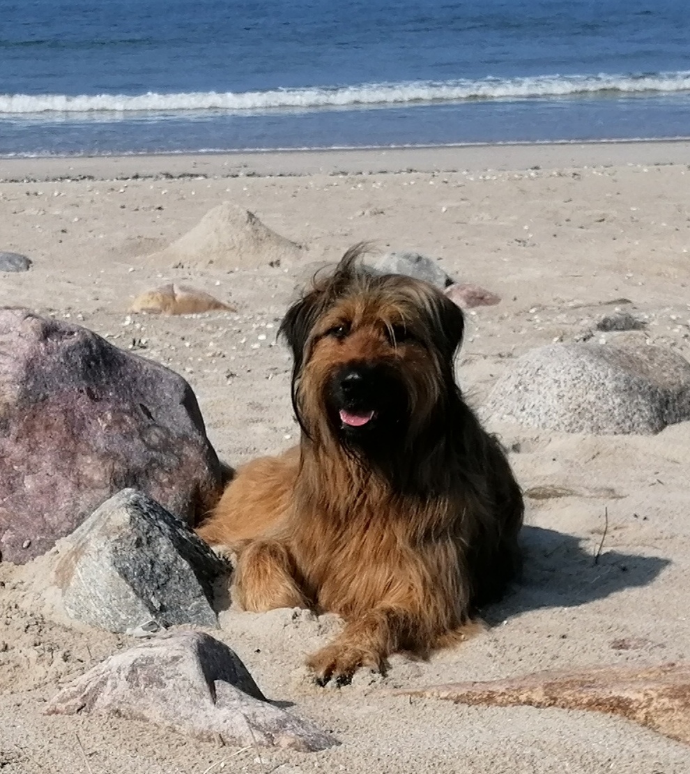 Bjelle am Strand 1