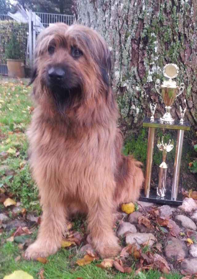 Bjelle best in Show