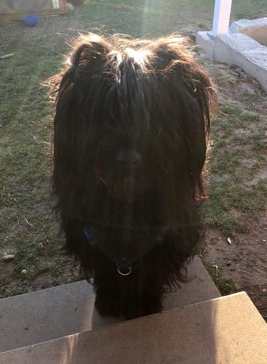 Cornflake Flokke A
