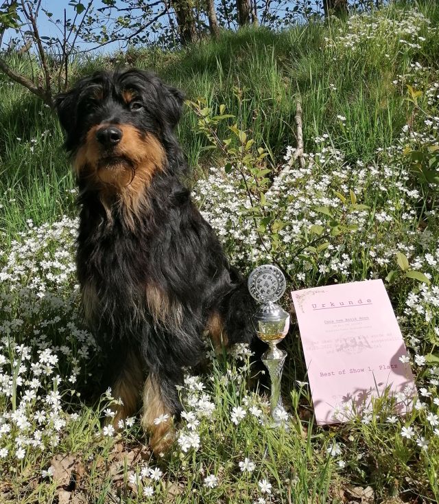 Cara als Best in Show