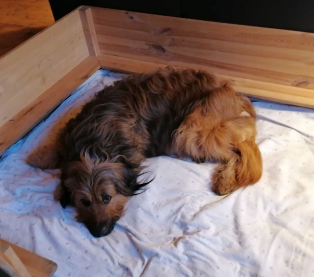 Bjelle in der Wurfkiste warten