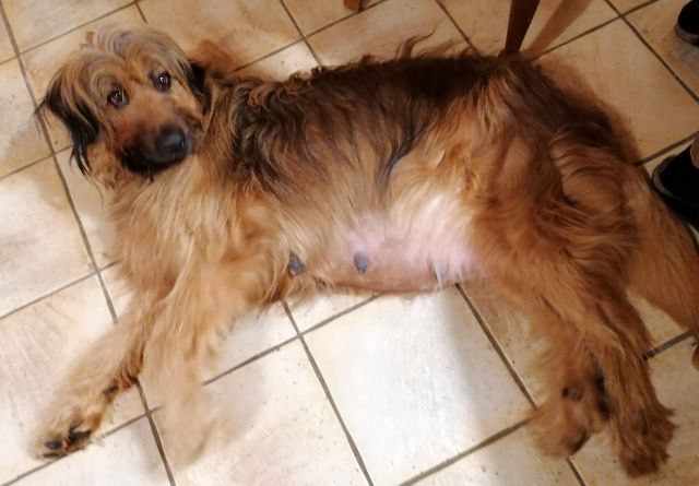 Bjelle mit rundem Bauch