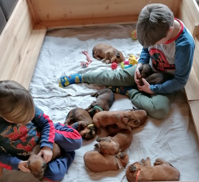 Enkelkinder in der Wurfbox