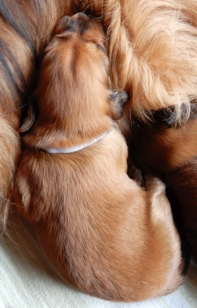 Kuscheln mit Mama