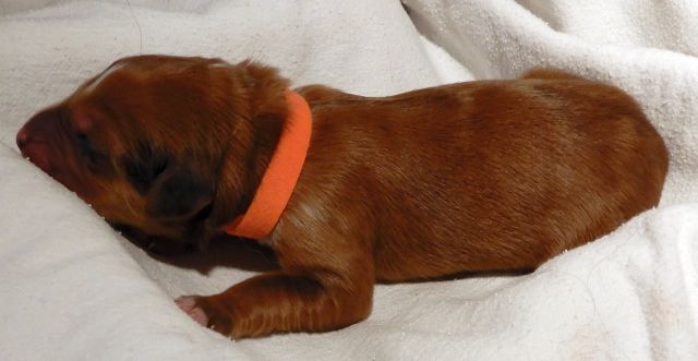 Orange2