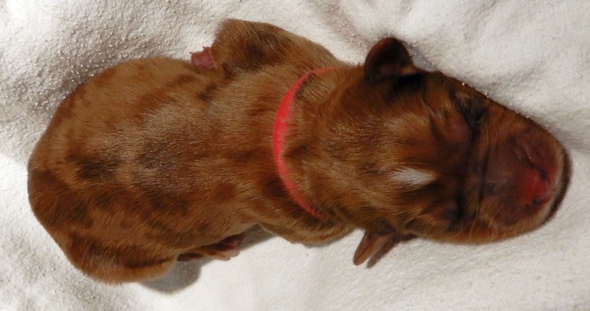 Rot 2