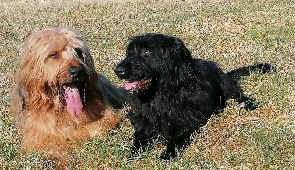 B und B 1