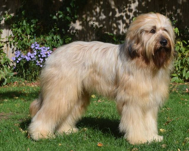 Bertie 16 Monate