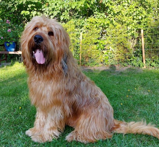 Bertie im Sitz Sommer 2020
