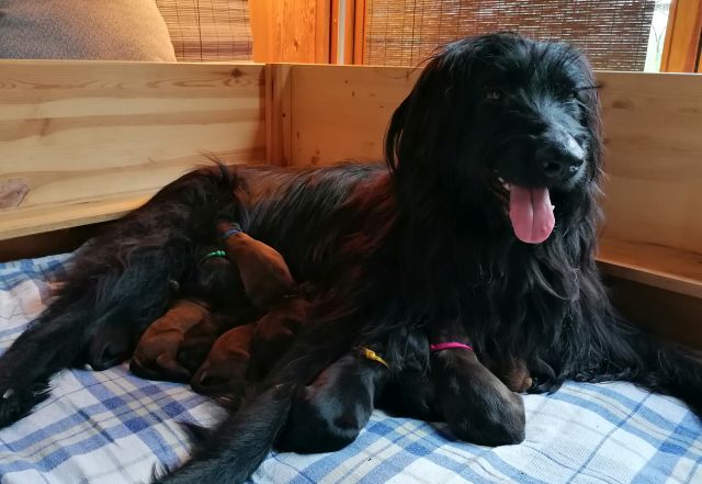 Bell mit Babys