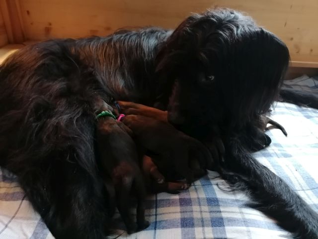 Ich mag sie
