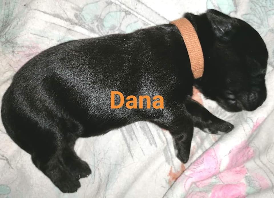 Dana mit Name