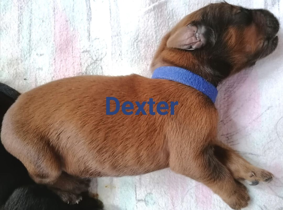 Dexter mit Name