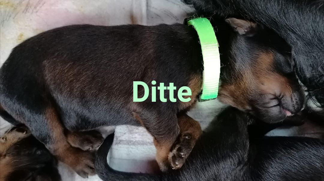 Ditte mit Name