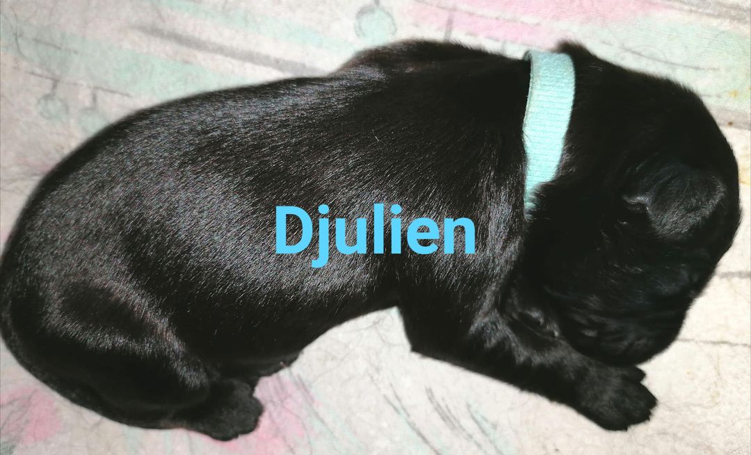 Djulien mit Name