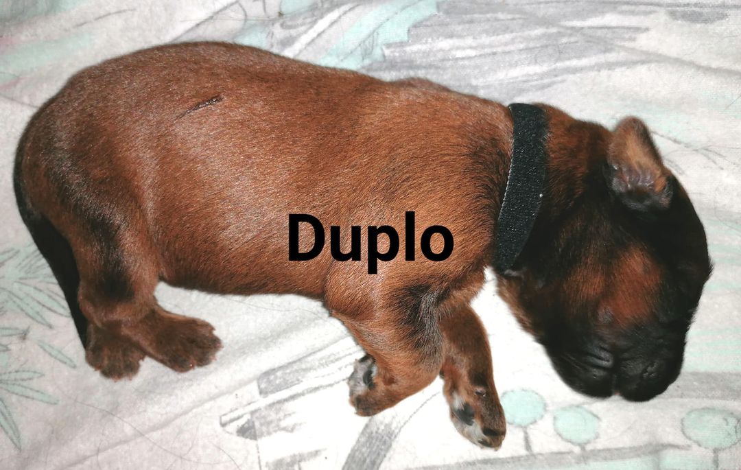 Duplo mit Name