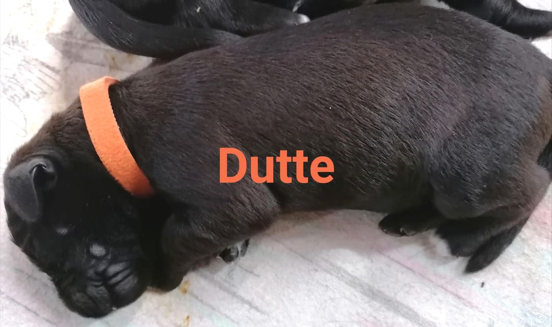 Dutte mit Name