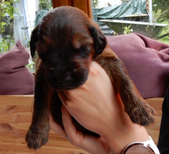 Dexter