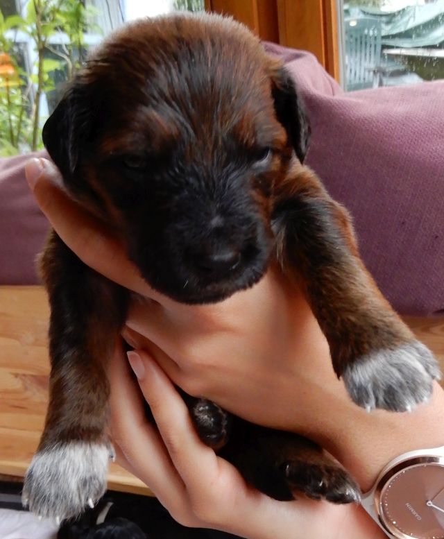 Dolly