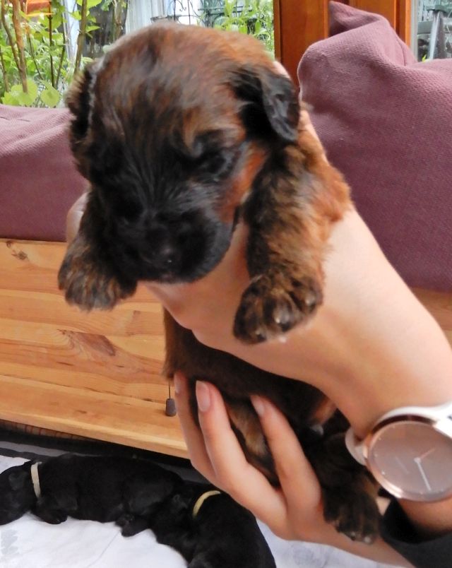 Duplo