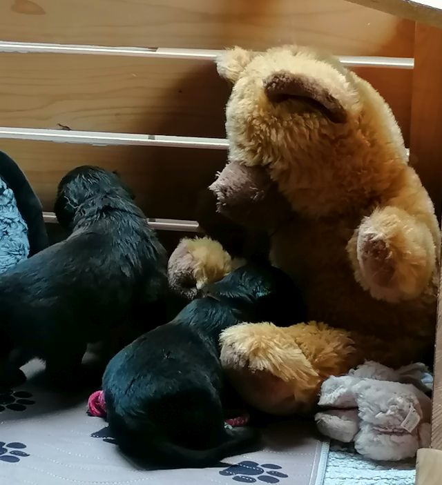 Kuschelteddy