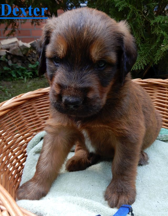 Dexter