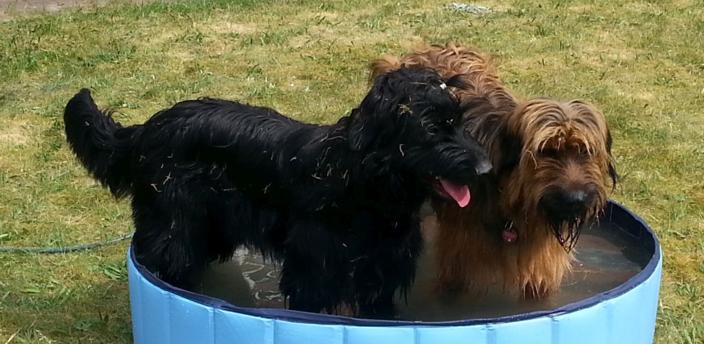 Bell und Bjelle in Ho