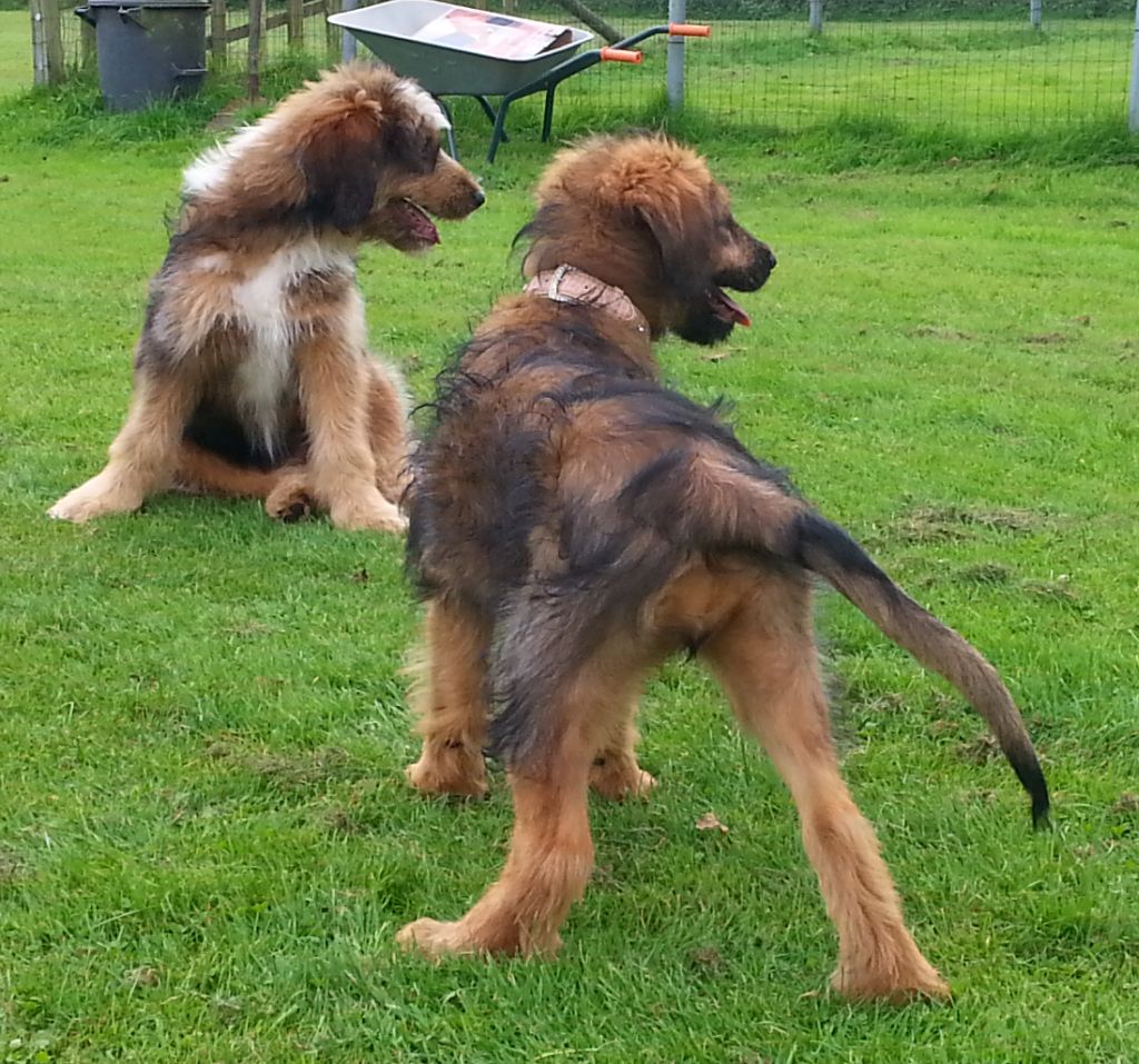 Bjeff und Bjelle In der Hundeschule