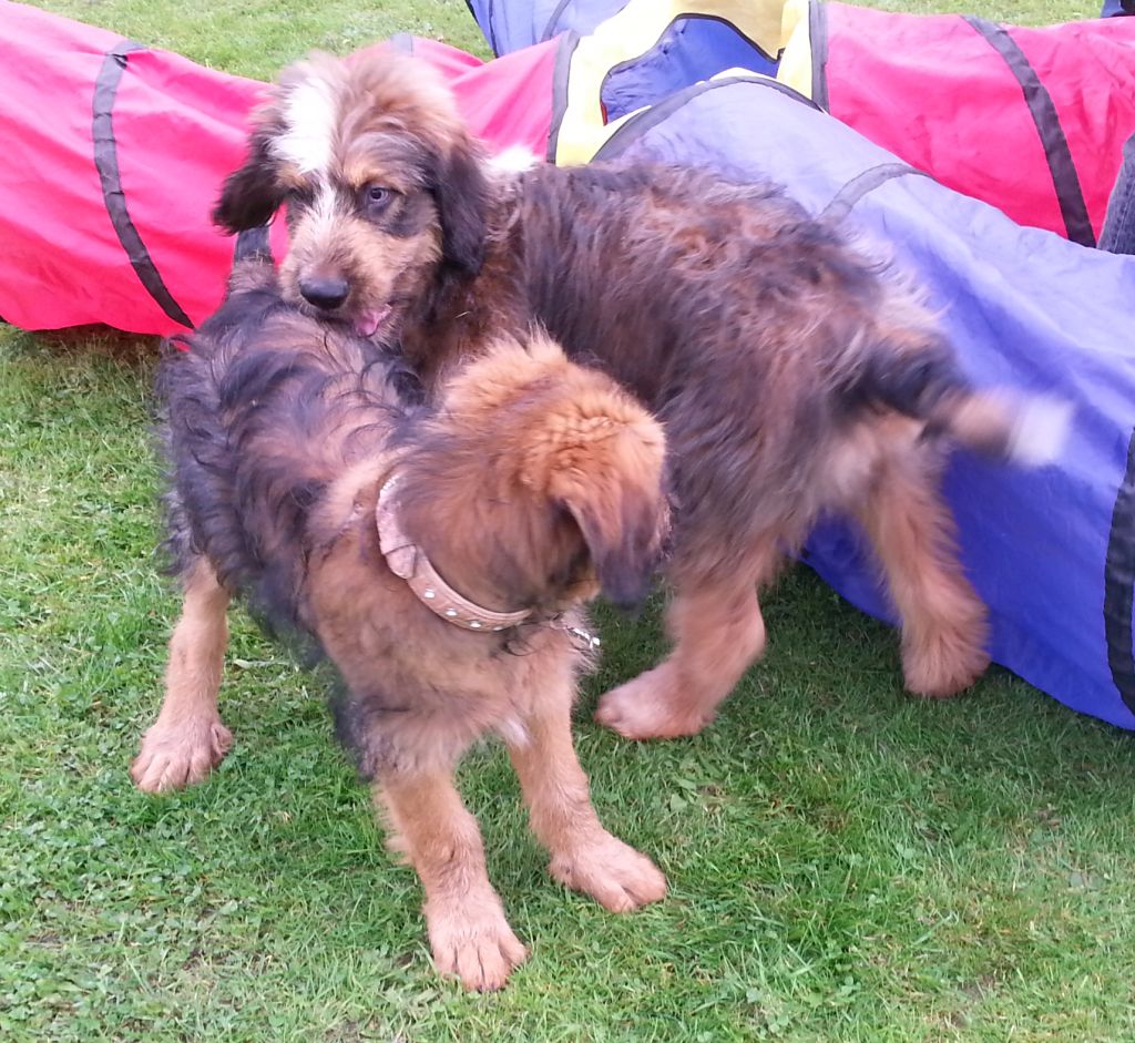 Bjelle und Bjeff in der Hundeschule