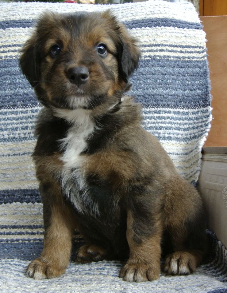 Grau ( Apollo )