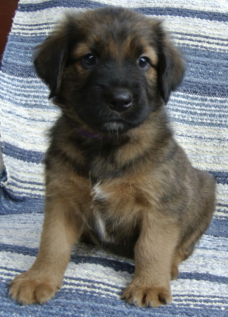 Lila ( Ares Bono )