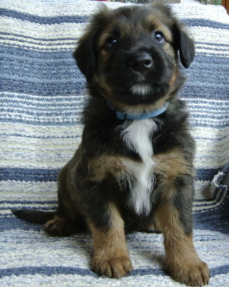 Türkis (Aslan)