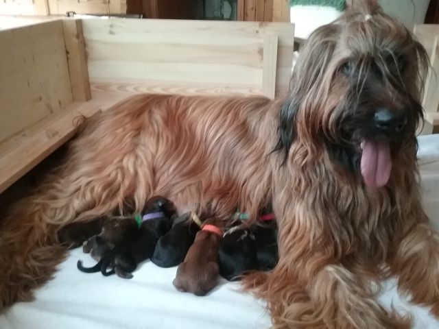 Mette und der B Wurf 1.Woche