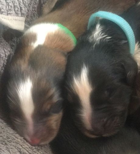 Zwei bunte Hunde