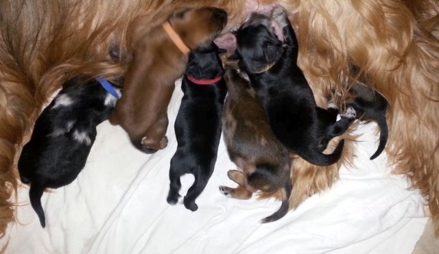 Bunte Hunde