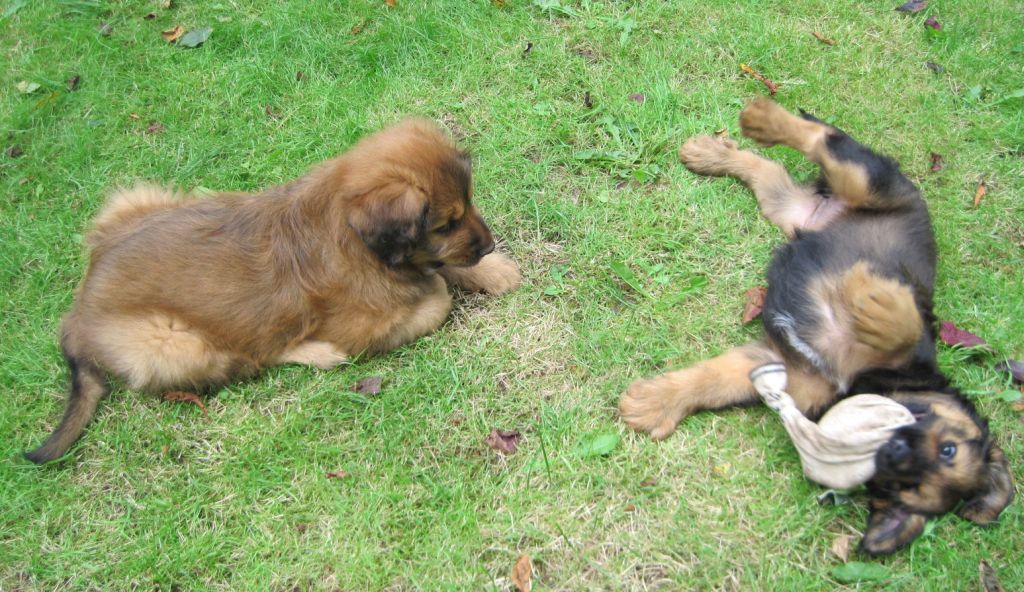 Bilbo und Bjelle