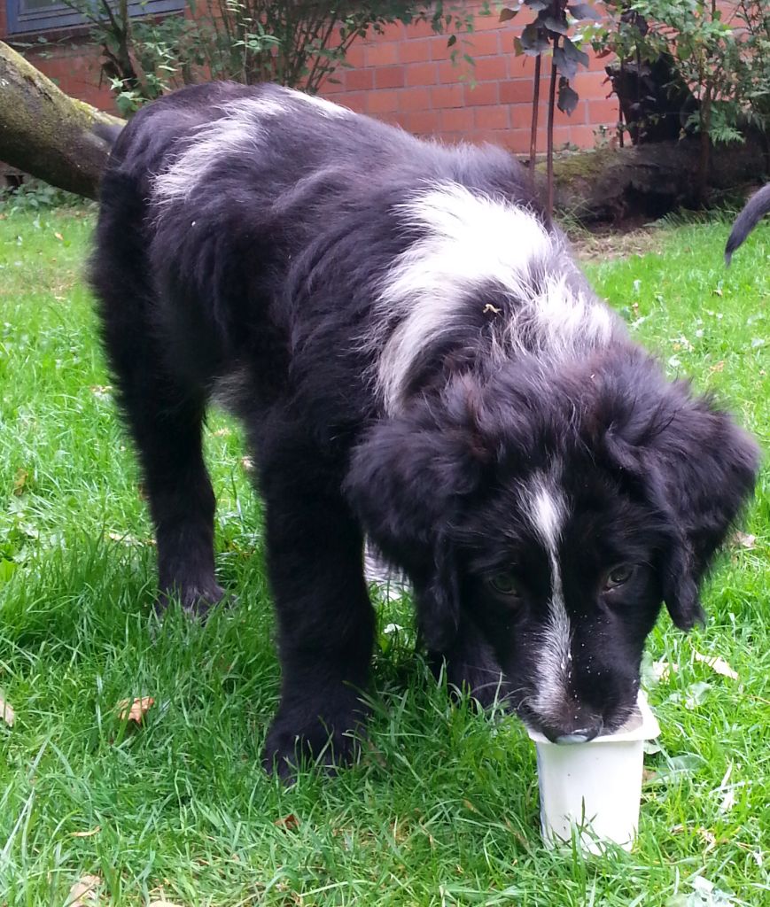 Barou mit Joghurt