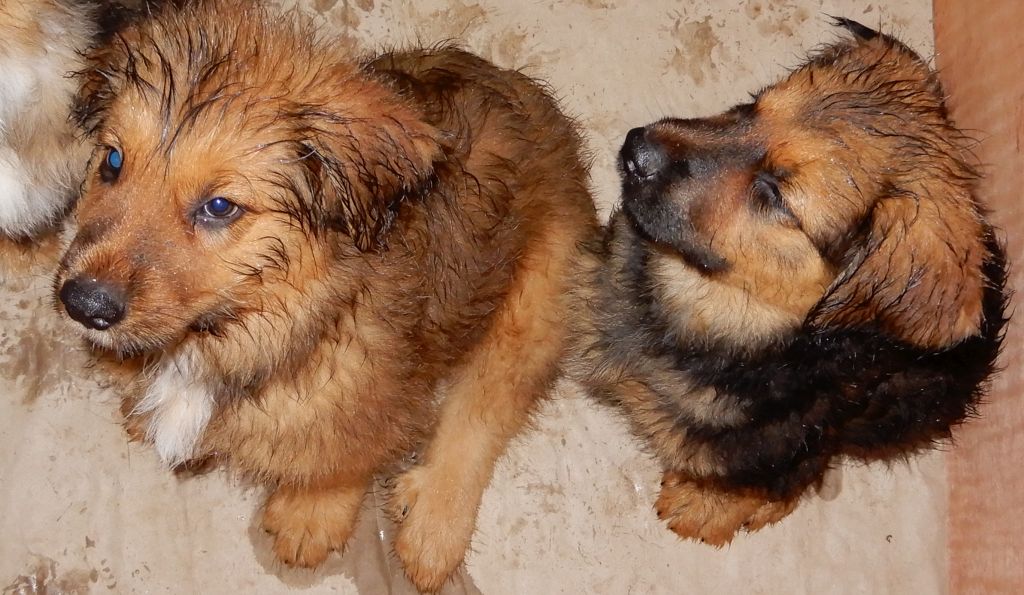 Bilbo und Bjelle