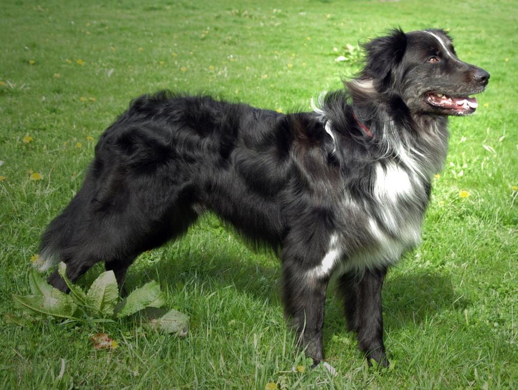 Garou rechts