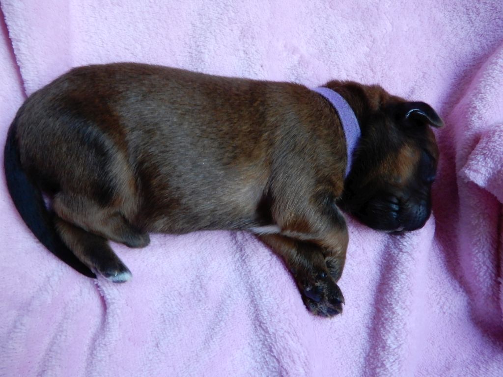 Lila2