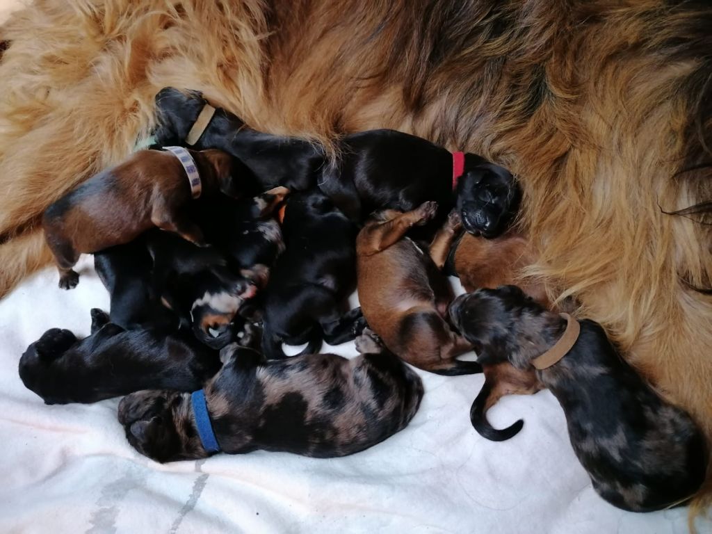 Hübsche kleine Welpen