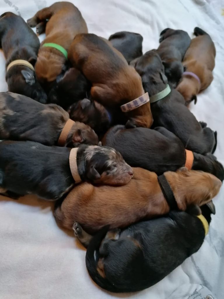 Kleiner Hundehaufen
