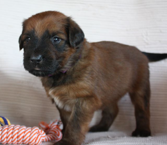Lila 1