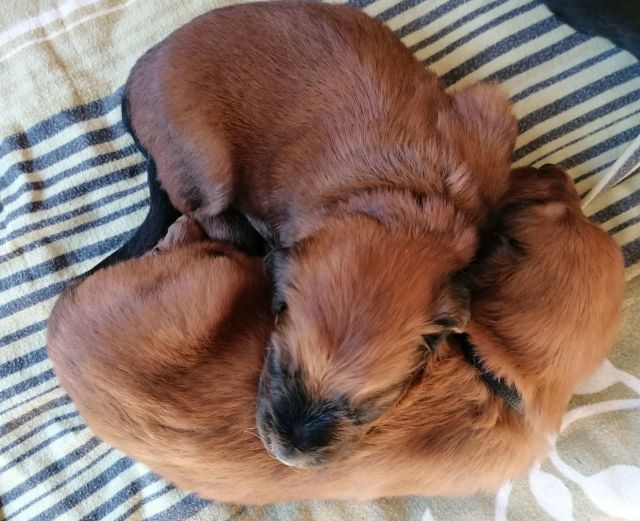 Kuscheln