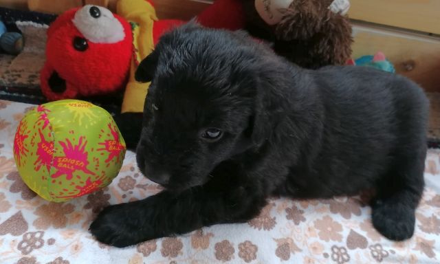Mein Ball