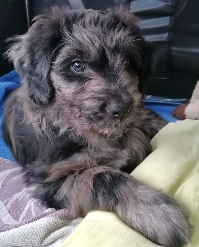 Auf den Weg in meine neue Familie.jpg2
