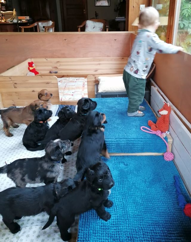 Kinder Welpentraining.jpg2